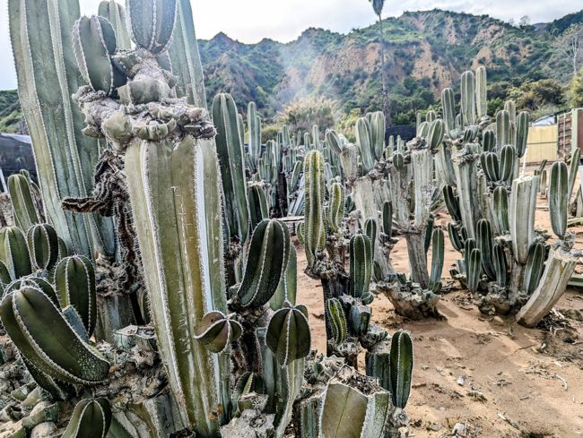 Mexican Fencepost Cactus