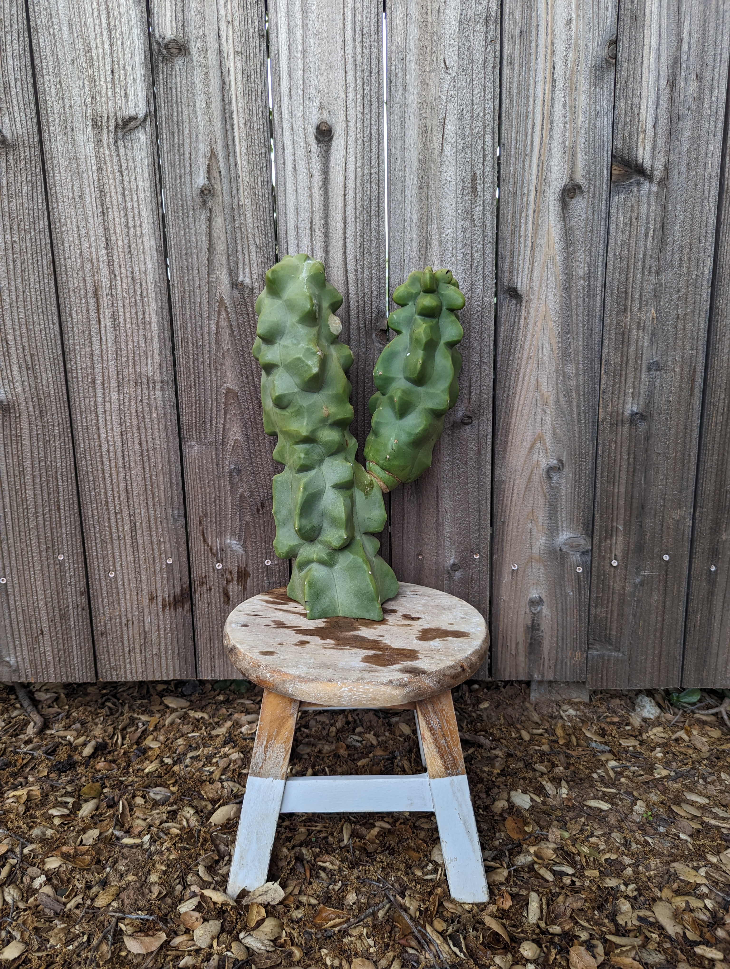 Thick Double Totem Pole Cactus