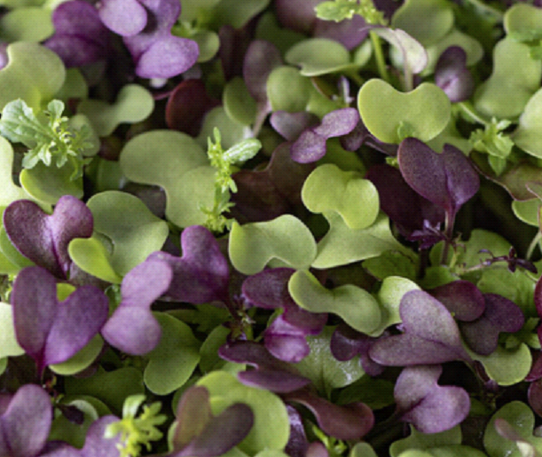 (TRAY) Spicy Salad Mix Microgreens Micro Garden Greens
