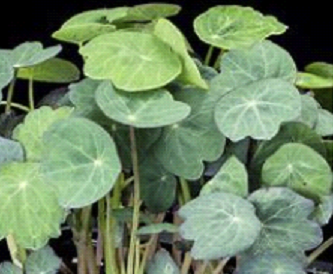 (4oz) Nasturtium Microgreens