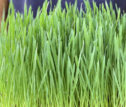 (2oz) Wheatgrass Microgreens