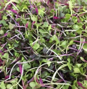 (2oz) Rainbow Mix Microgreens