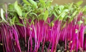 (8oz) Bulls Blood Beets Microgreens
