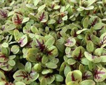 (TRAY) Red Veined Sorrel Microgreens