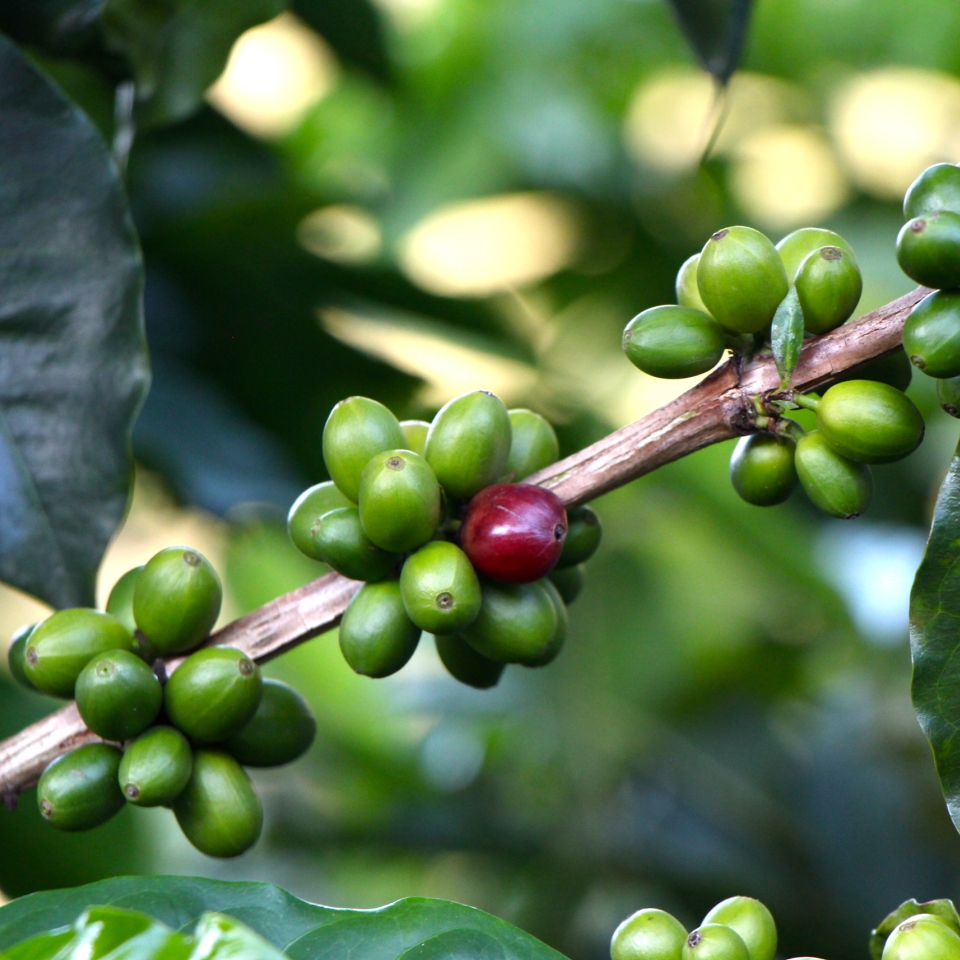 ETHOS ROASTERS header