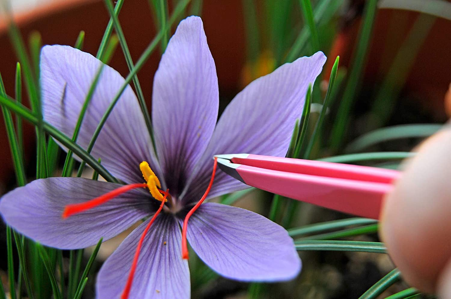 Saffron Premium Quality, Grade A+, All Natural, No Preservatives